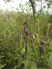 Epipactis palustris