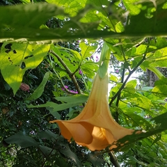 Brugmansia arborea