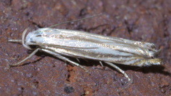 Polyhymno luteostrigella