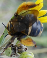 Svastra obliqua obliqua