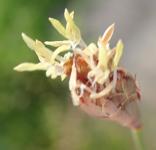 Image of Hypodiscus willdenowia by (c) Nicola van Berkel, some rights reserved (CC BY-SA)