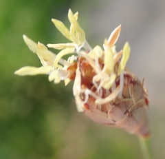 Hypodiscus willdenowia