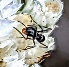 Dorymyrmex