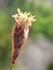 Hypodiscus willdenowia