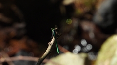 Matrona basilaris