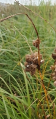 Bolboschoenus maritimus
