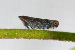 Scaphytopius