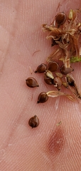 Bolboschoenus maritimus