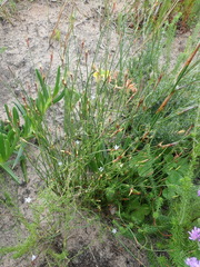 Hypodiscus willdenowia