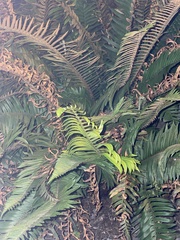 Polystichum munitum