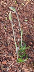 Thelymitra matthewsii