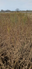 Bolboschoenus maritimus