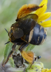 Svastra obliqua obliqua