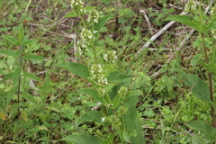 Lepechinia caulescens