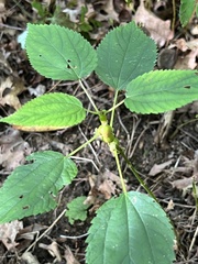 Neolasioptera boehmeriae