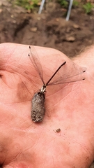 Austroargiolestes chrysoides