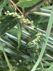 Artemisia princeps