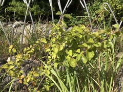 Alnus hirsuta