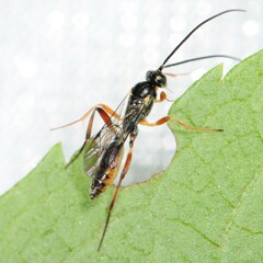 Campopleginae