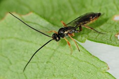 Campopleginae