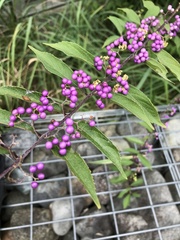 Callicarpa