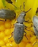 Dasytinae