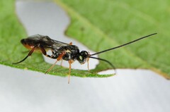 Campopleginae