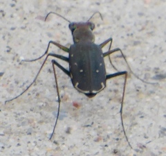Cicindela punctulata