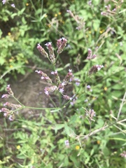 Verbenaceae