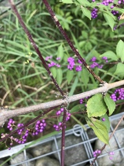Callicarpa