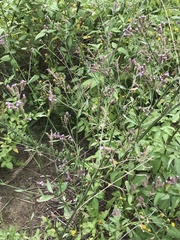 Verbenaceae
