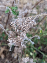 Phacelia imbricata