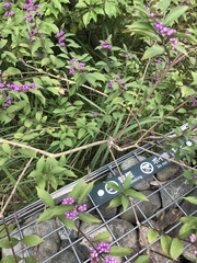 Callicarpa