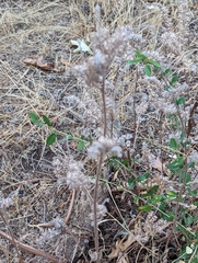 Phacelia imbricata