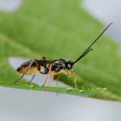 Campopleginae
