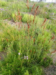 Thamnochortus glaber