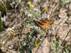 Hesperia leonardus pawnee
