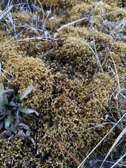 Ptychostomum pseudotriquetrum