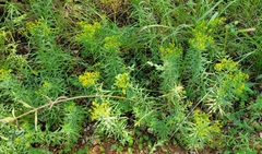 Euthamia leptocephala