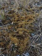 Ptychostomum pseudotriquetrum