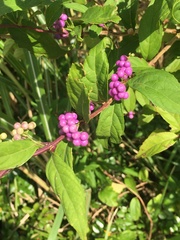 Callicarpa
