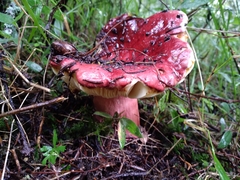 Russula rhodocephala