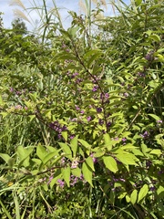 Callicarpa