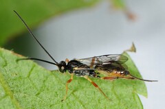Campopleginae
