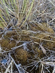 Ptychostomum pseudotriquetrum