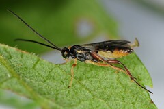 Campopleginae