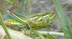 Hesperotettix viridis