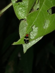 Gynandrobrotica lepida