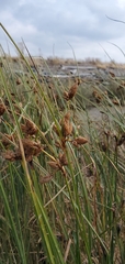 Bolboschoenus maritimus