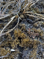 Ptychostomum pseudotriquetrum